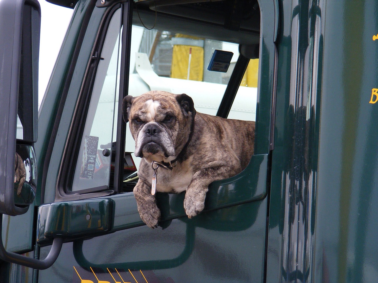 dog in truck