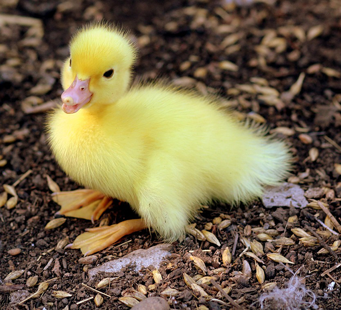 Duckling